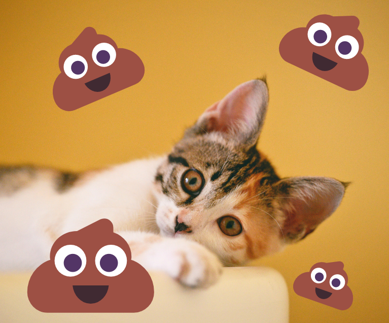 Il gatto con la diarrea, è sempre un grattacapo preoccupante?