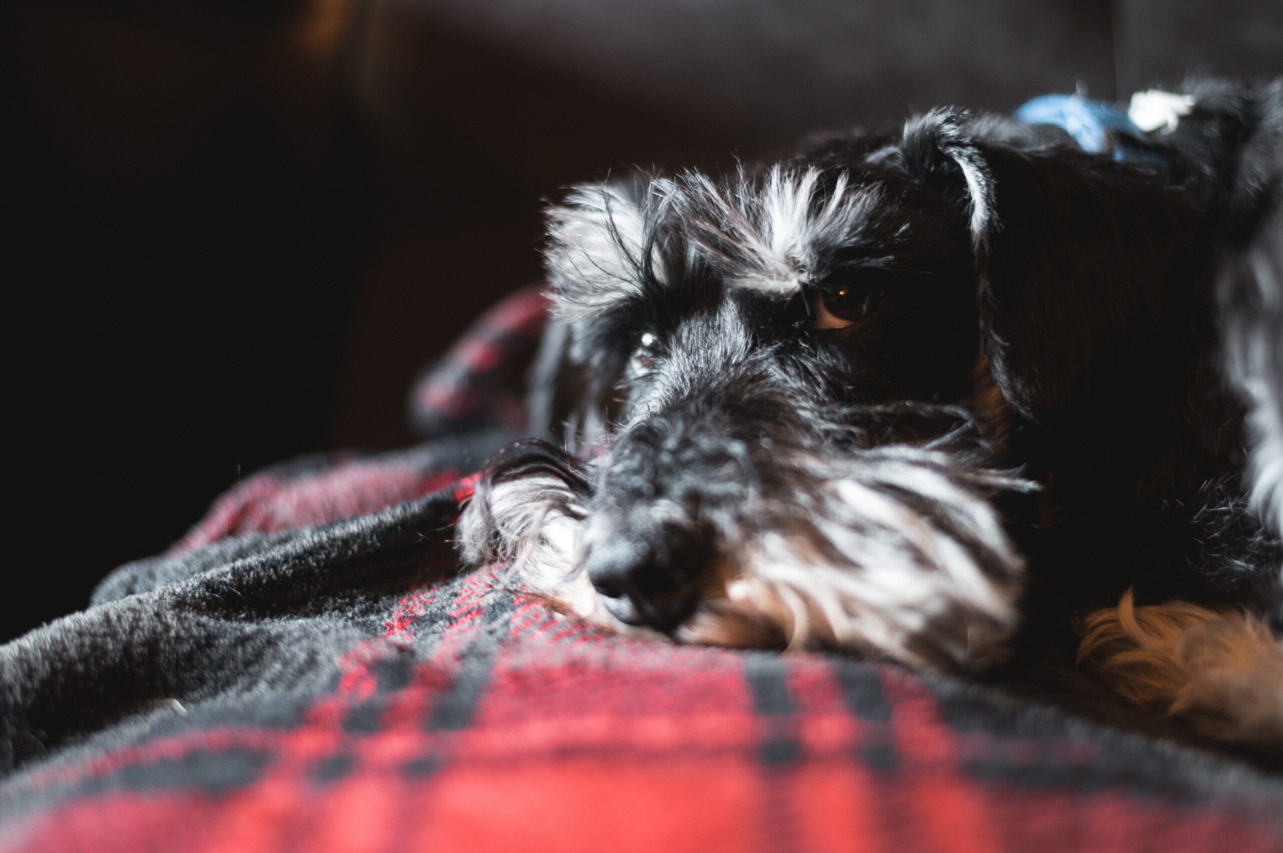 Quando il cane vomita: cause e soluzioni per un problema frequente